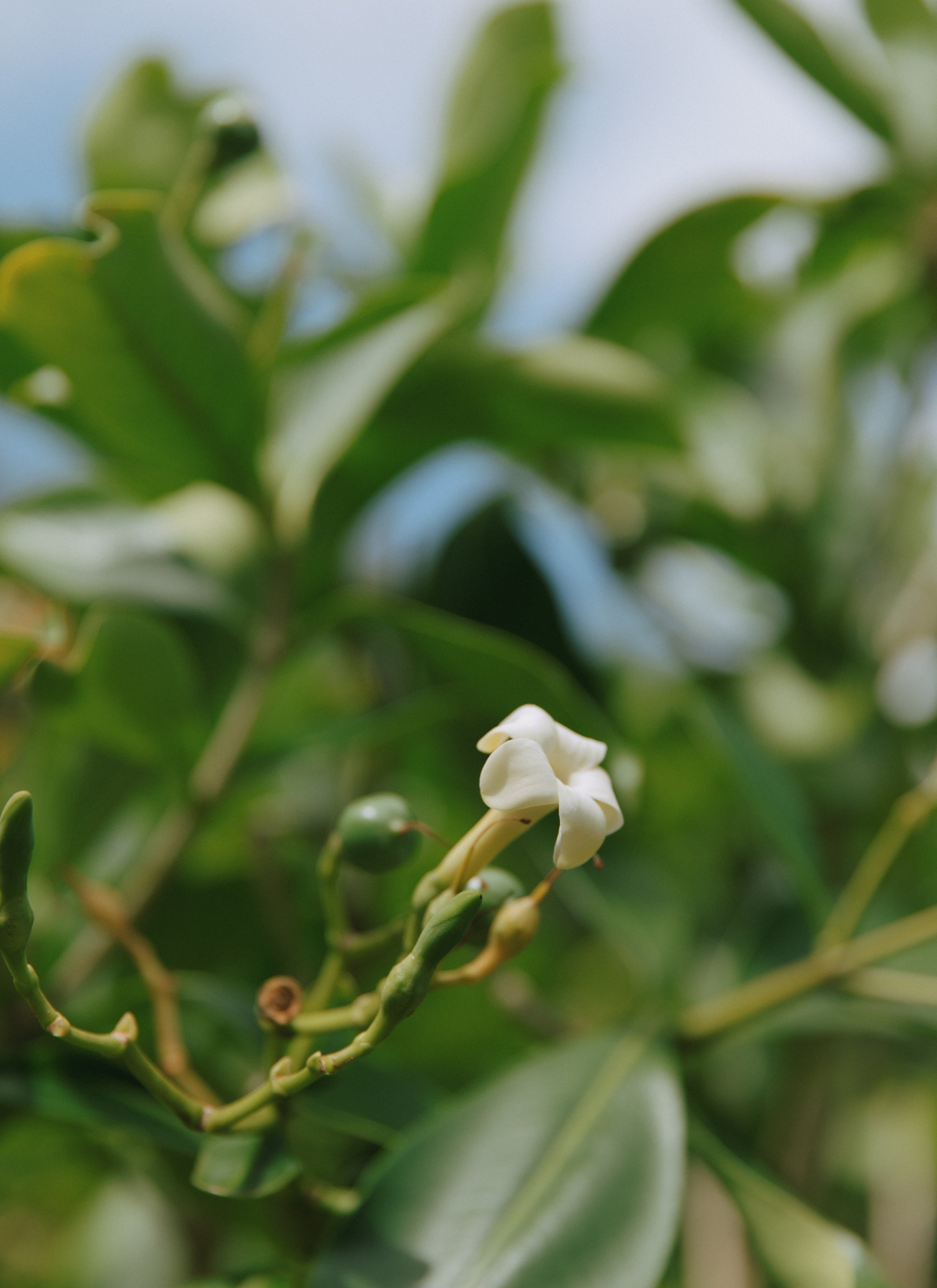 Seana’s Tips To Keeping Your Tallow Jar Longer