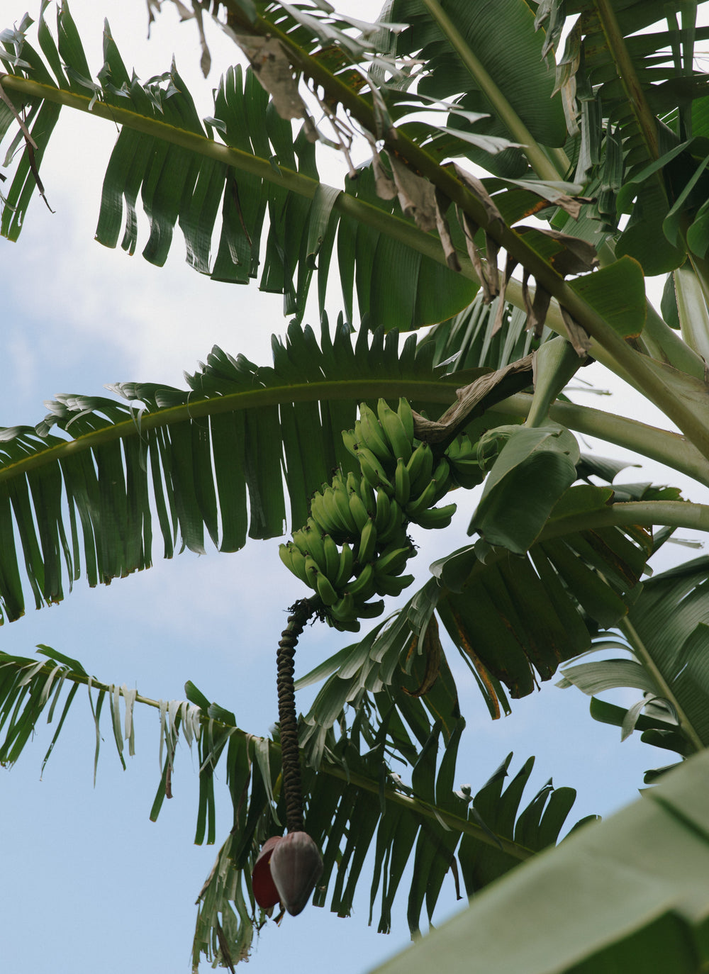 How to Use Your SkinFood: A Guide to Glowing, Nourished Skin
